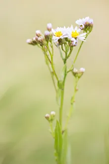 Sea Aster (Tripolium pannonicum) flowering on salt marsh, Schiermonnikoog, Friesland Sea Aster (Tripolium pannonicum) flowering on salt marsh, Schiermonnikoog, Friesland