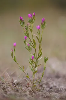 Seaside Centaury (Centaurium littorale) is flowering in coastal landscape, Terschelling