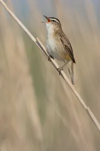 Sedge Warbler (Acrocephalus schoenobaenus) singing on a reed stalk, Lauwersmeer, Ezumakeeg, The Netherlands Sedge Warbler (Acrocephalus schoenobaenus) singing on a reed stalk, Lauwersmeer, Ezumakeeg, The Netherlands