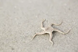 Serpent Star (Ophiura ophiura) lying on the beach, Schiermonnikoog, Friesland, The Netherlands Serpent Star (Ophiura ophiura) lying on the beach, Schiermonnikoog, Friesland, The Netherlands