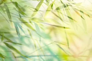 Artistic Prints: Shadow play of leaves