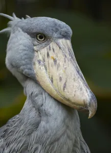 Shoulders Prints: Shoebill (Balaeniceps rex), Jurong Bird Park, Singapore