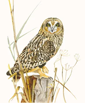 Short-eared Owl (Asio flammeus) sitting on a pole with some reed stems and other