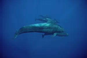 Short-finned Pilot Whale (Globicephala macrorhynchus) group underwater, Hawaii