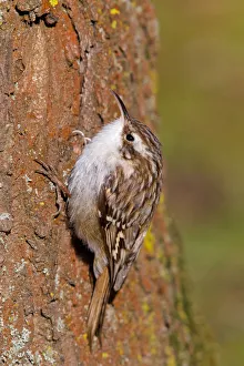Short-toed Treecreeper (Certhia brachydactyla), Baden-Wuerttemberg, Germany Short-toed Treecreeper (Certhia brachydactyla), Baden-Wuerttemberg, Germany