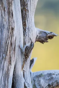 Short-toed Treecreeper (Certhia brachydactyla dorotheae), Cyprus