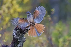Siberan Jay (Perisoreus infaustus) landing, Flatruet National Park, JAAAa¬mtlands, Sweden Siberan Jay (Perisoreus infaustus) landing, Flatruet National Park, JAAAa¬mtlands, Sweden