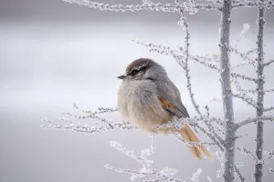 Siberian Jay (Perisoreus infaustus), Putorana Plateau, Siberia, Russia Siberian Jay (Perisoreus infaustus), Putorana Plateau, Siberia, Russia
