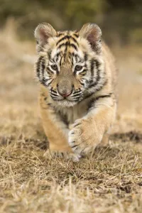 Siberian Tiger (Panthera Tigris Altaica) cub learning to stalk through the grass, USA Siberian Tiger (Panthera Tigris Altaica) cub learning to stalk through the grass, USA