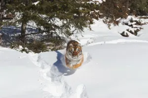 Siberian Tiger (Panthera tigris altaica) adult running in snow, Montana, USA