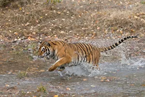 Siberian Tiger (Panthera tigris altaica) adult running through water