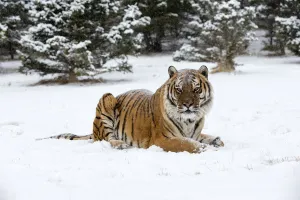Siberian Tiger (Panthera Tigris Altaica) adult sitting in the snow, USA, Montana