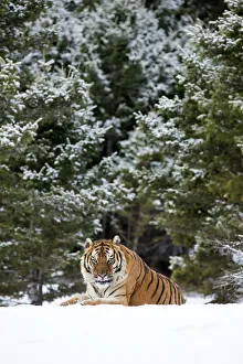 Siberian Tiger (Panthera Tigris Altaica) adult sitting in the snow on the edge of