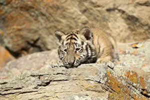 Siberian Tiger (Panthera Tigris Altaica) cub resting and sleeping on a rock, USA, Montana