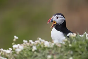 United Kingdom Prints: Side-view of adult Atlantic Puffin (Fratercula arctica) calling on cliff-top during nesting season