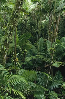 Sierra Palm (Prestoea montana) trees in tropical rainforest, El Yunque National Forest