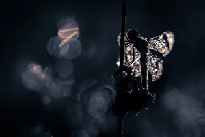 Insect Prints: Silhouette of a Banded Darter covered with dew drops in low light