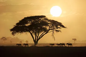 Dusk Prints: Silhouette of a group of Burchells Zebra (Equus quagga burchellii