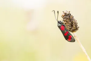 Six-spot Burnet (Zygaena filipendulae) resting on vegetation, Nationaal Park Lauwersmeer Six-spot Burnet (Zygaena filipendulae) resting on vegetation, Nationaal Park Lauwersmeer