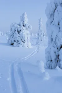 Skiing trail in winter landscape with snow covered conifers, Riisitunturi National Park Skiing trail in winter landscape with snow covered conifers, Riisitunturi National Park