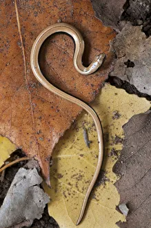 Slow Worm (Anguis fragilis) on forest floor, Catalonia, Spain Slow Worm (Anguis fragilis) on forest floor, Catalonia, Spain