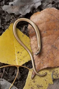 Slow Worm (Anguis fragilis) on forest floor, Catalonia, Spain