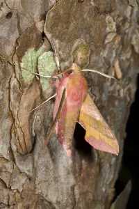 Small Elephant Hawk Moth (Deilephila porcellus), Den Helder, The Netherlands Small Elephant Hawk Moth (Deilephila porcellus), Den Helder, The Netherlands