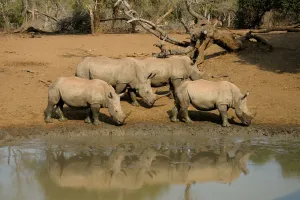 small group of White Rhinoceros (Ceratotherium simum) walking near a waterpool small group of White Rhinoceros (Ceratotherium simum) walking near a waterpool