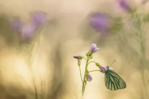 Artistic Prints: Small Veigned White (Peris napi) on flower