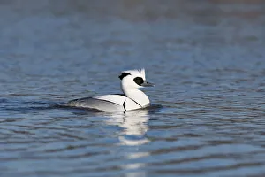 Fauna Prints: Smew (Mergellus albellus) smimming, Robbenoordbos, Noord-holland, The Netherlands