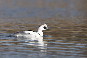 Smew (Mergellus albellus) swimming, Robbenoordbos, Noord-holland, The Netherlands