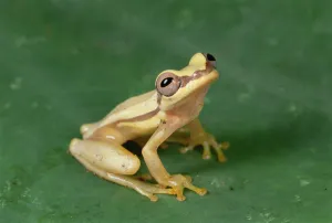 Snouted Treefrog (Scinax quinquefasciatus) near Santiago Island, Galapagos Islands Snouted Treefrog (Scinax quinquefasciatus) near Santiago Island, Galapagos Islands