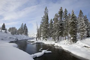 Snow-covered trees along river in winter, Yellowstone National Park, Wyoming Snow-covered trees along river in winter, Yellowstone National Park, Wyoming