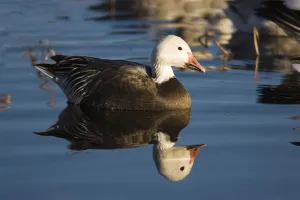 Waterfowl Prints: Snow Goose (Chen caerulescens) blue phase, Bosque Del Apache National Wildlife Refuge