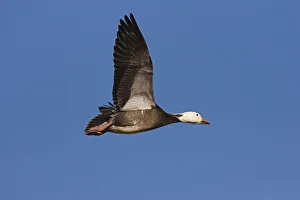 Waterfowl Prints: Snow Goose (Chen caerulescens) blue phase flying