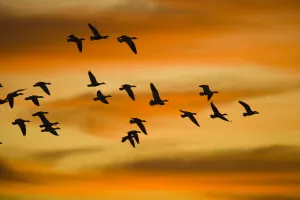 Waterfowl Prints: Snow Goose (Chen caerulescens) flock flying, Bosque Del Apache National Wildlife Refuge