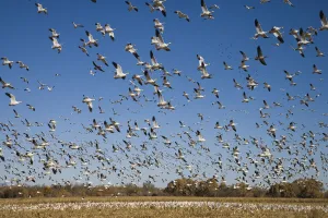 Waterfowl Prints: Snow Goose (Chen caerulescens) flock taking flight