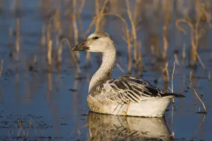 Waterfowl Prints: Snow Goose (Chen caerulescens) juvenile, Bosque Del Apache National Wildlife Refuge