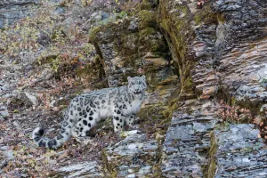 Snow Leopard (Panthera uncia) adult standing on rock face, controlled conditions