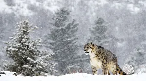Snow Leopard Panthera Uncia Standing On Rock In The Snow Snow Leopard Panthera Uncia Standing On Rock In The Snow