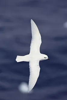 Rear Prints: Snow Petrel (Pagodroma nivea) flying over ocean, Antarctica