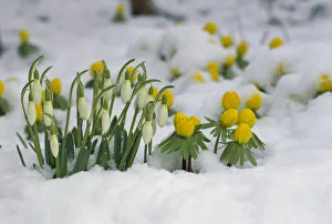 Cold Prints: Snowdrop (Galanthus nivalis) flowers blooming in snow, Germany