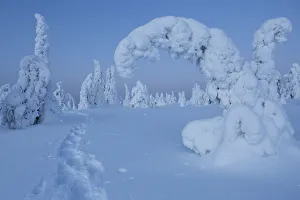 Finland Prints: Snowshoe track in winterlandscape