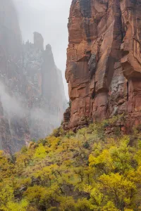 Colors Prints: Snowstorm over trees in canyon, Zion National Park, Utah