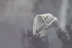 White Prints: Snowy Owl (Bubo scandiacus) in flight, the Netherlands