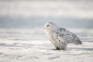 White Prints: Snowy Owl (Bubo scandiacus) perched in the snow, the Netherlands