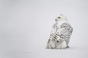 White Prints: Snowy Owl (Bubo scandiacus) perched in the snow looking left, the Netherlands