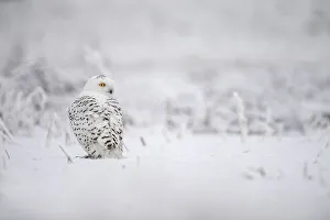 White Prints: Snowy Owl (Bubo scandiacus) perched in the snow looking over his shoulder, the Netherlands
