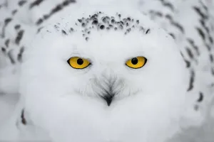 Close Prints: Snowy Owl (Bubo scandiacus) portrait, looking at camera