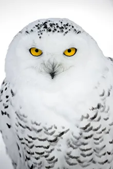 White Prints: Snowy Owl (Bubo scandiacus) portrait looking at camera, the Netherlands